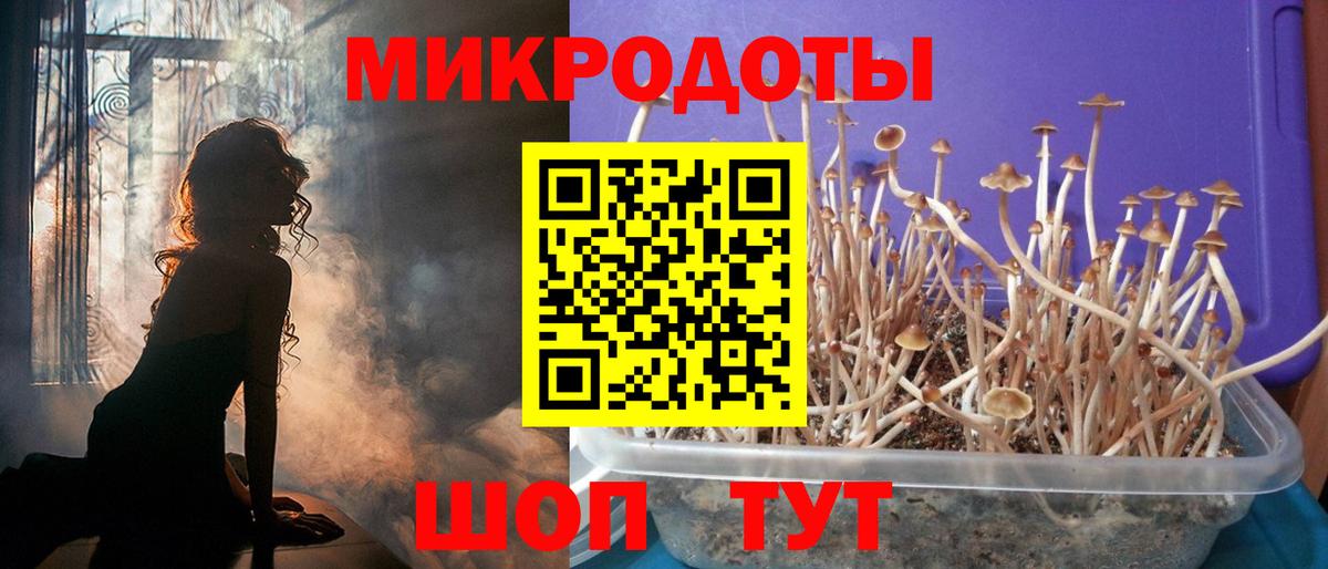 Галлюциногенные грибы Psilocybe Елизово